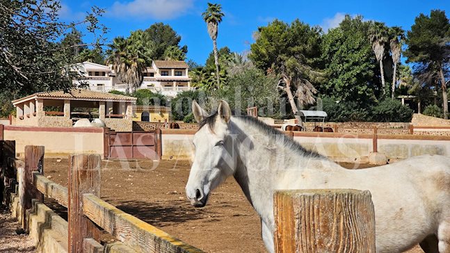 Ibiza San Rafael - Spettacolare hacienda in stile andaluso con allevamento di cavalli spagnoli di razza pura PRE per acquistare